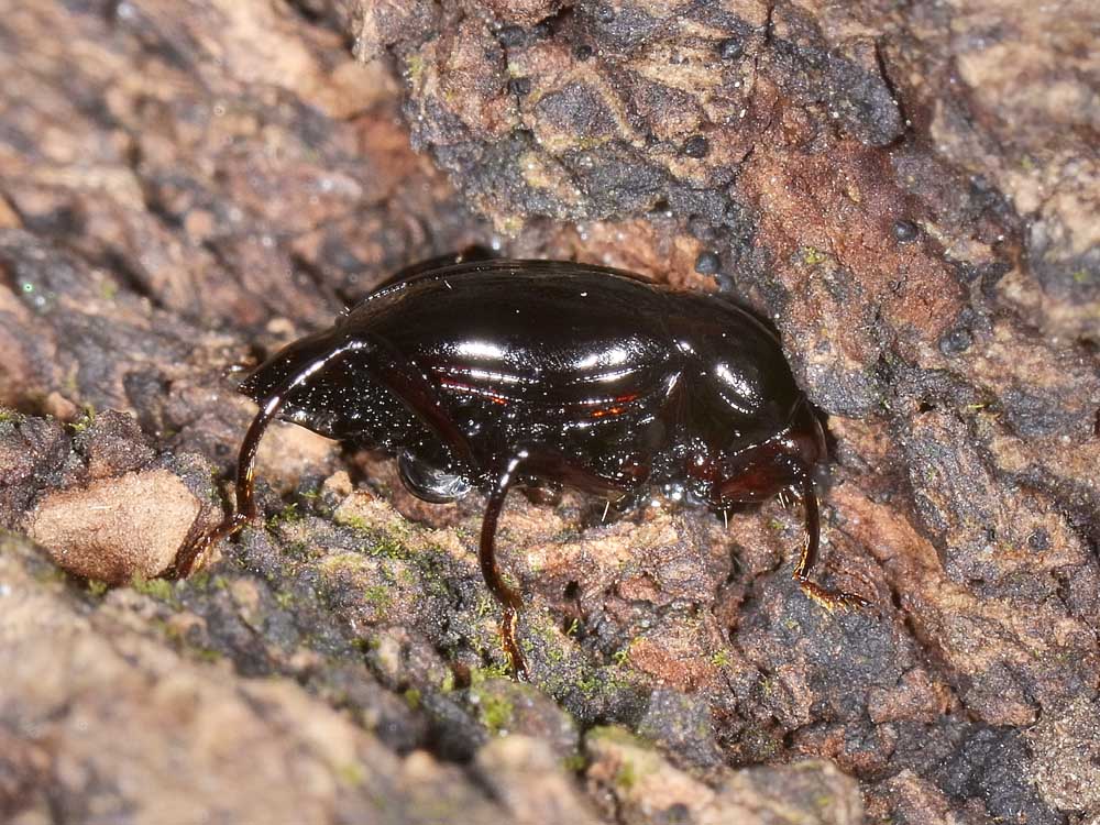 Scaphium immaculatum